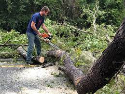  Sarasota, FL Tree Removal Pros