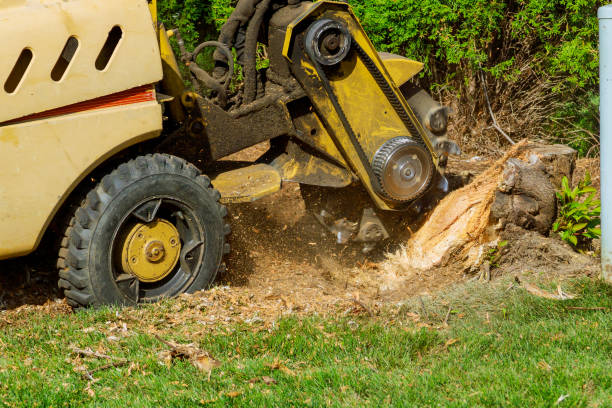 Best Lawn Grading and Leveling  in Sarasota, FL