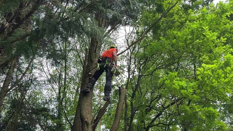 Reliable Sarasota, FL Tree Removal Solutions