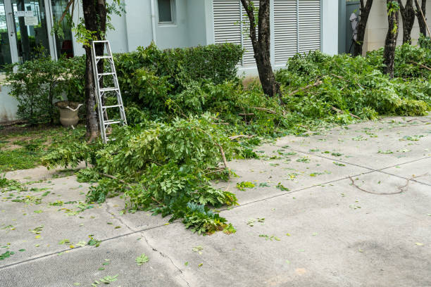 Best Arborist Consultation Services  in Sarasota, FL