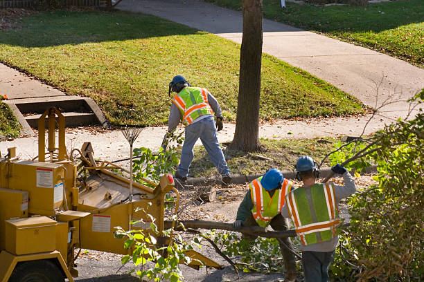 Best Tree Preservation Services  in Sarasota, FL