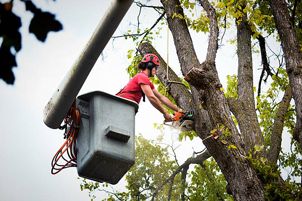 Best Fruit Tree Pruning  in Sarasota, FL