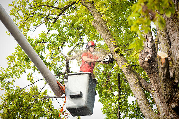 How Our Tree Care Process Works  in  Sarasota, FL