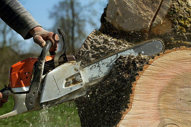 Best Hazardous Tree Removal  in Sarasota, FL