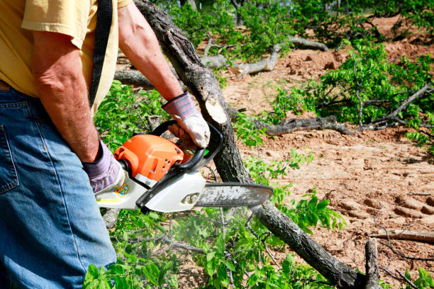 Best Stump Grinding and Removal  in Sarasota, FL